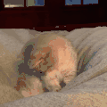 萌宠 猫咪 戴脑子 呆萌 可爱
