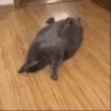 萌宠 猫咪 胖 呆萌 可爱
