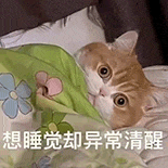 萌寵 貓咪 想睡覺卻異常清醒 呆萌 可愛