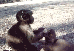 猴子骑狗gif图片