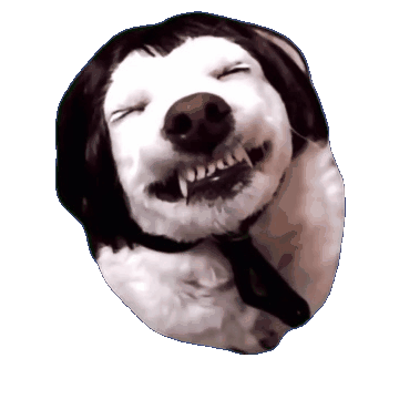 萌宠 狗狗 开心 呆萌 可爱