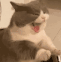 萌宠 猫咪 吃惊 呆萌 可爱