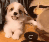 萌宠 狗狗 打你 呆萌 可爱