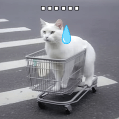 萌宠 猫咪 。。。 呆萌 可爱