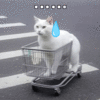 萌宠 猫咪 。。。 呆萌 可爱