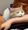 萌宠 猫咪 咬 呆萌 可爱