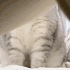 萌宠 猫咪 盯 呆萌 可爱