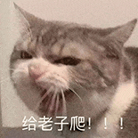萌宠 猫咪 给老子爬 呆萌 可爱