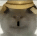 萌宠 猫咪 傻 呆萌 可爱