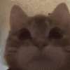 萌宠 猫咪 吃 呆萌 可爱