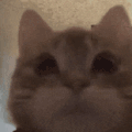 萌宠 猫咪 吃 呆萌 可爱