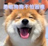 萌宠 汪星人 勇敢狗狗 不怕困难 搞怪 呆萌
