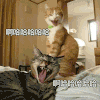 萌宠 猫咪 哈哈哈 呆萌 可爱