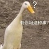 动物 鸭子 有你吗 这种事 搞怪 呆萌