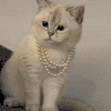 萌宠 猫咪 项链 呆萌 可爱