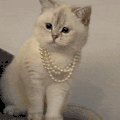萌宠 猫咪 项链 呆萌 可爱