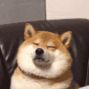 萌宠 狗狗 眯眼 呆萌 可爱