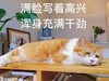 萌宠 猫星人 满脸写着搞笑 浑身充满干劲 搞怪 呆萌