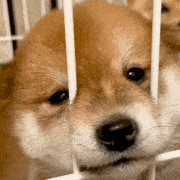 萌宠 狗狗 无聊 呆萌 可爱