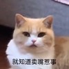 萌宠 猫星人 就知道卖嘴惹事 嫌弃 搞怪 呆萌