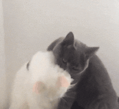 激光猫表情包gif图片