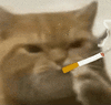萌宠 猫咪 抽烟 呆萌 可爱