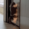 萌宠 猫咪 跳起来 呆萌 可爱