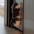 萌宠 猫咪 跳起来 呆萌 可爱