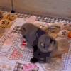 萌宠 狗 打 呆萌 可爱