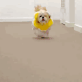 萌宠 狗狗 我来了 呆萌 可爱