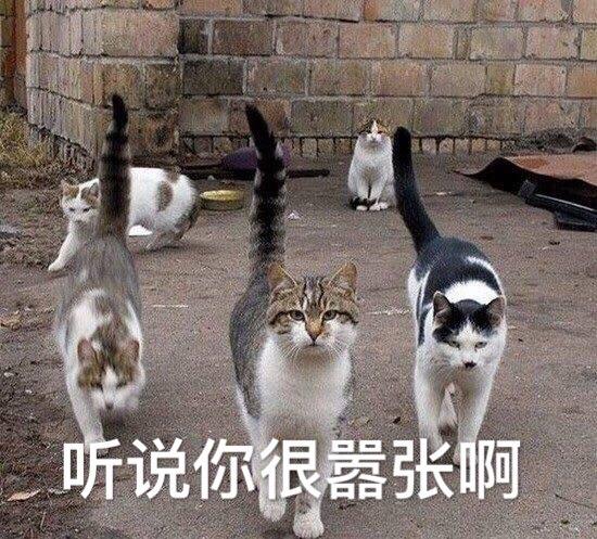 猫咪嚣张表情包图片