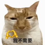 萌寵 貓咪 我不需要 呆萌 可愛