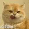 萌宠 猫咪 超级嘻嘻 呆萌 可爱