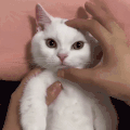 萌宠 猫咪 捏你 呆萌 可爱