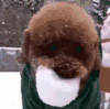 萌宠 狗 雪 呆萌 可爱