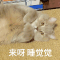 萌宠 猫星人 来呀 睡觉觉啊 搞怪 呆萌