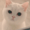 萌宠 猫咪 不开心 呆萌 可爱