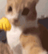 萌宠 猫咪 打拳 呆萌 可爱
