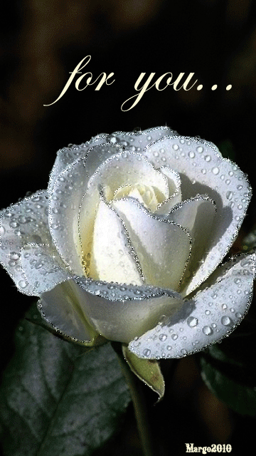 白玫瑰唯美意境图片图片
