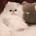 萌宠 猫咪 不开心 呆萌 可爱