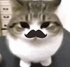 萌宠 猫咪 胡子 呆萌 可爱