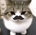 萌宠 猫咪 胡子 呆萌 可爱