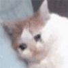 萌宠 猫咪 哭 呆萌 可爱