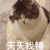 萌宠 猫咪 天天找锤 呆萌 可爱