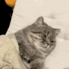 萌宠 猫咪 睡觉 呆萌 可爱