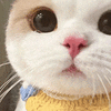 萌宠 猫咪 懵 呆萌 可爱