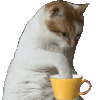 萌宠 猫咪 咖啡 呆萌 可爱