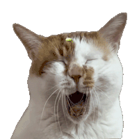 萌宠 猫咪 哭 呆萌 可爱
