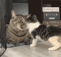 萌宠 猫咪 打 呆萌 可爱