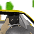 猫咪 可爱 搞怪 日常